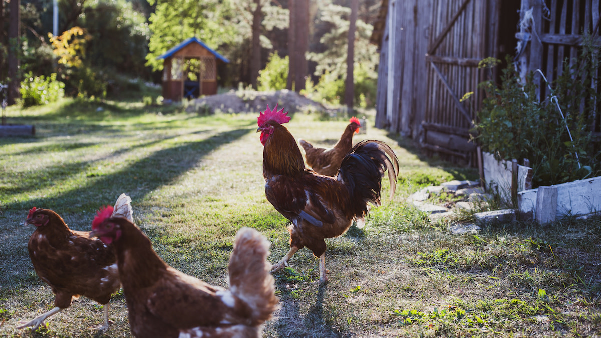 How to Plan a Homestead