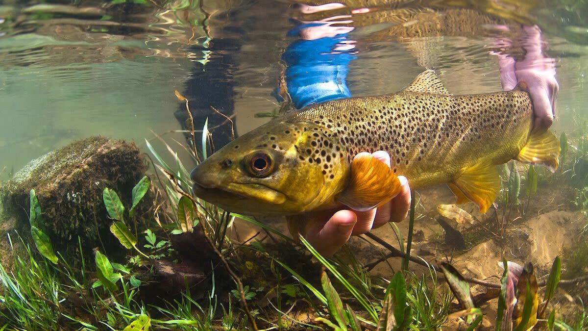 How to Catch Trout During Runoff - The Fly Crate