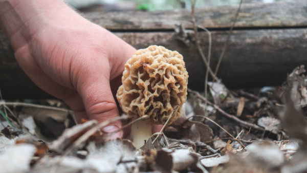 The 6 Trees Every Morel Hunter Should Know