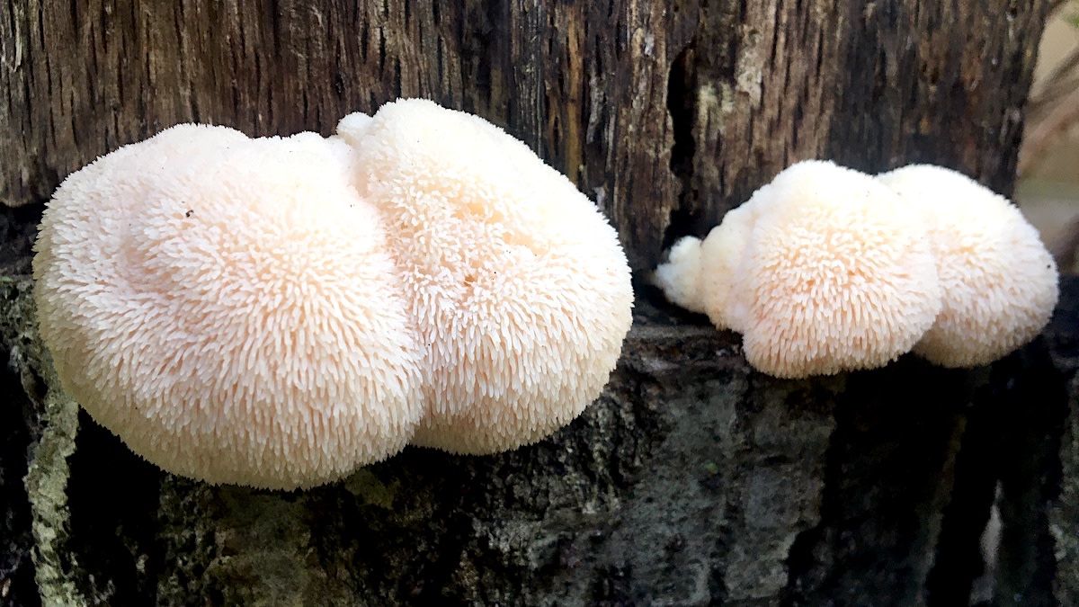 How to Grow Lion’s Mane Mushrooms 