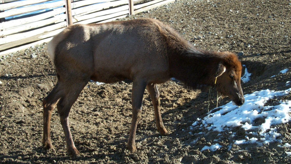 CWD Discovered in Four New States and One Canadian Province