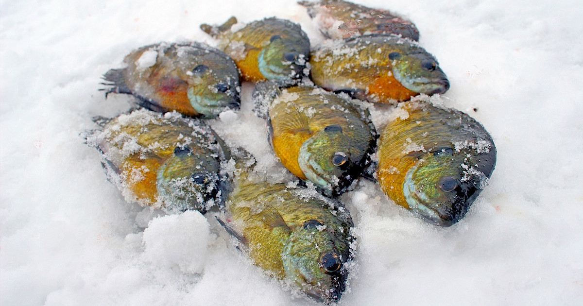 best lure for ice fishing bluegill KJEIM 30pcs Glow Lures Luminous Ice Fishing Gear Winter Fishing Jigging Kit Crappie Pike Panfish Walleye Perch Bluegill: Buy Online at Price in UAE Kenders T Top 3 Ice Fishing Lures