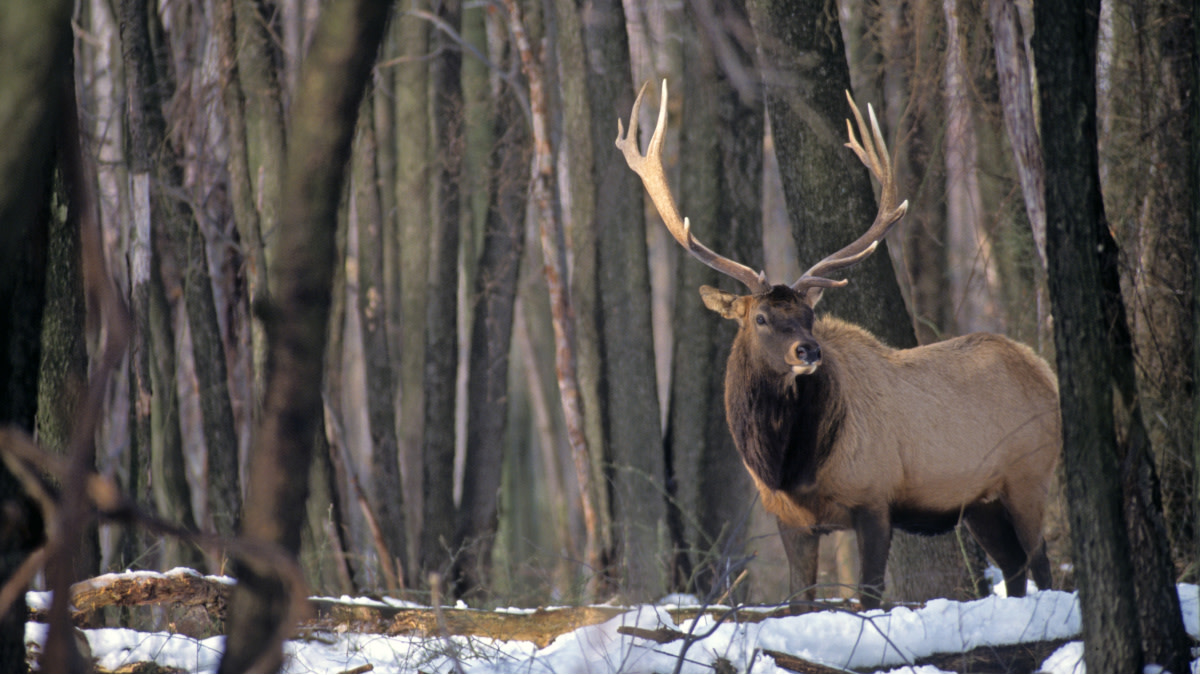 Herrera v. Wyoming: Inside the Elk Hunting Case Before the Supreme Court