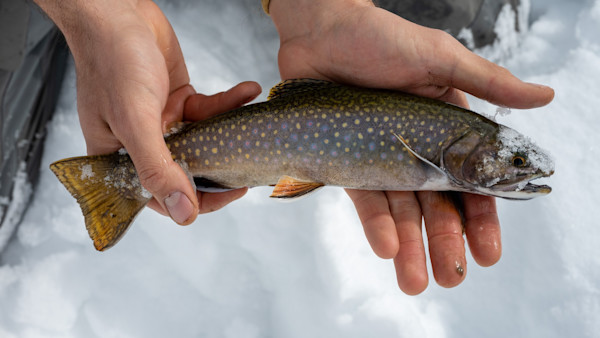 How to Ice Fish for Trout