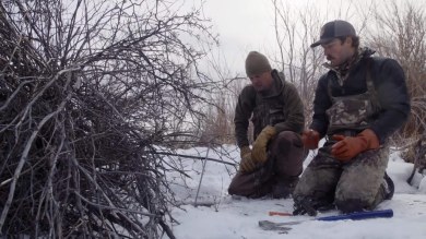 Two hunters kneeling in snow setting a muskrat trap beside brush, gloves and tools visible