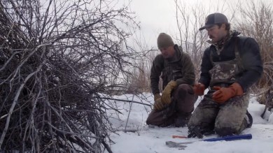 How to Trap Muskrat