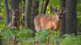 How to Scout for Whitetails While You’re Turkey Hunting