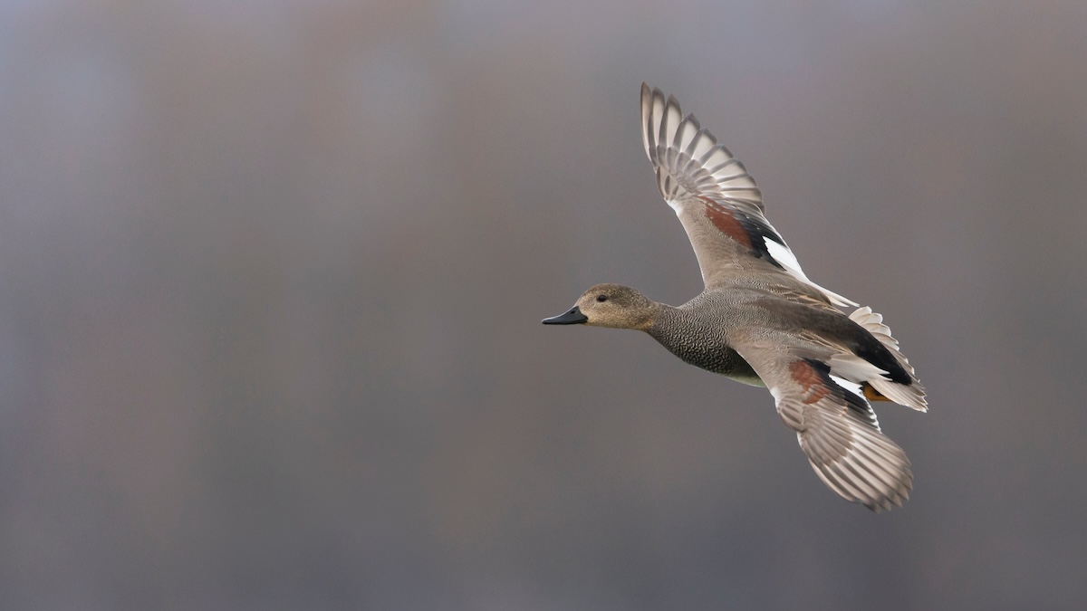 gadwall