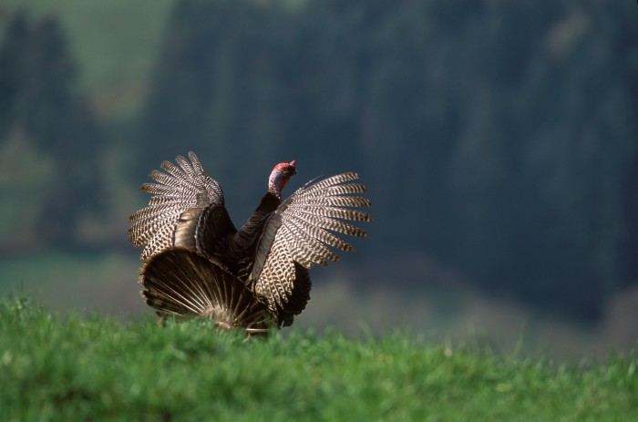 Three wild turkey gobblers display their tail feathers Fleece Blanket