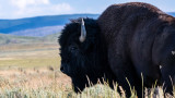 Bison Hunter Shot During Regulated Hunt Sparks New Management Discussion 