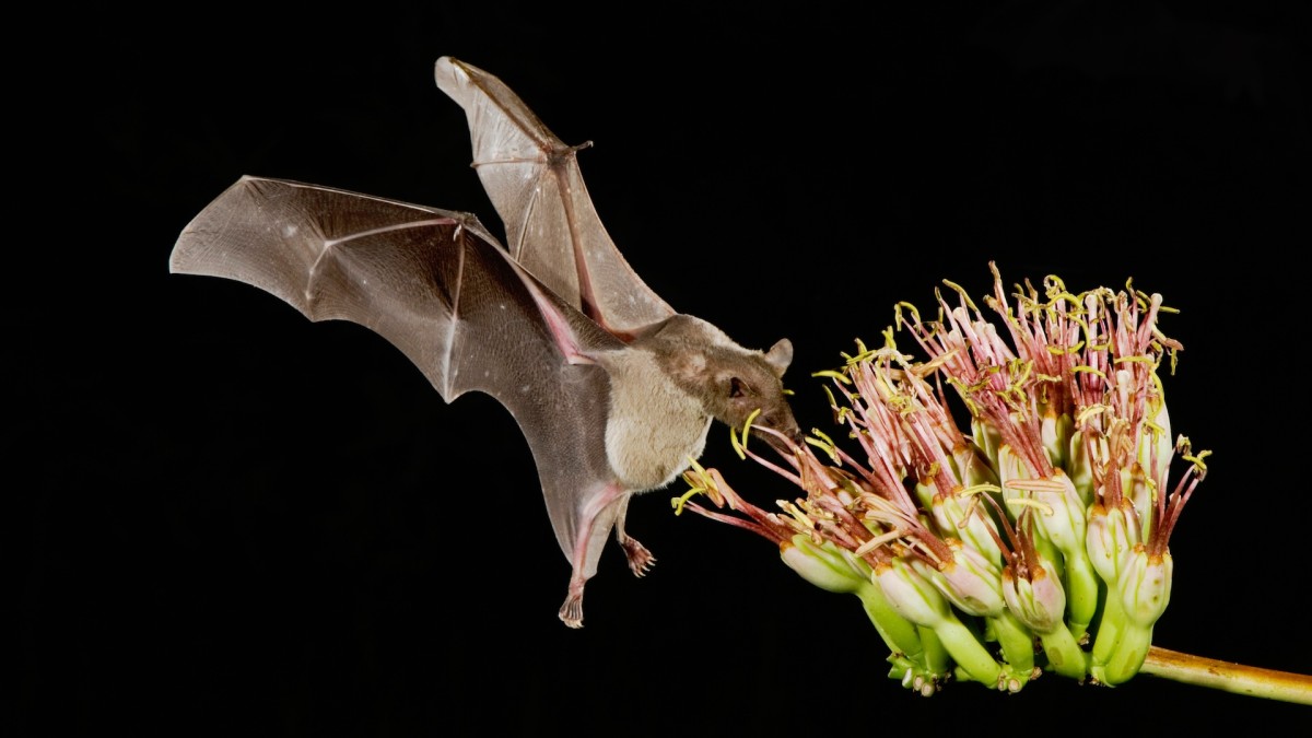 Enjoy Tequila? Thank a Bat 