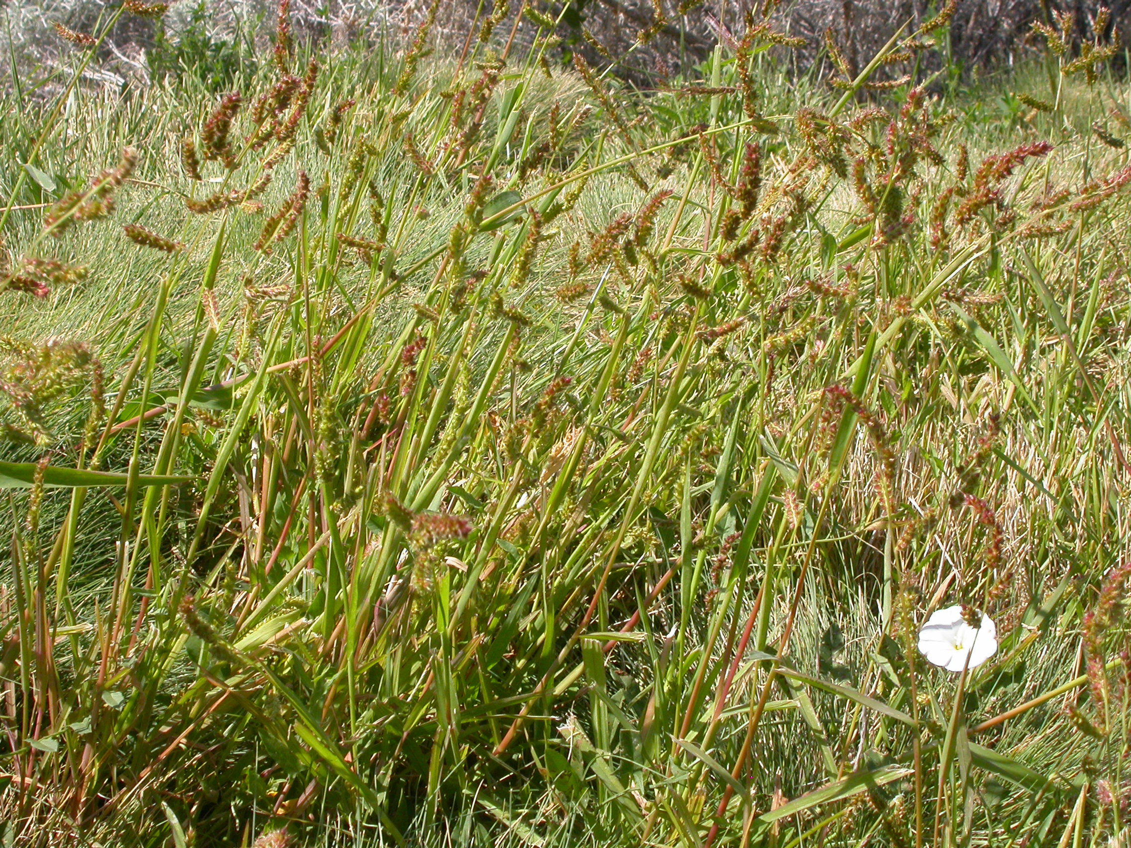 Barnyard grass