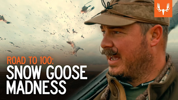 Snow Goose Madness