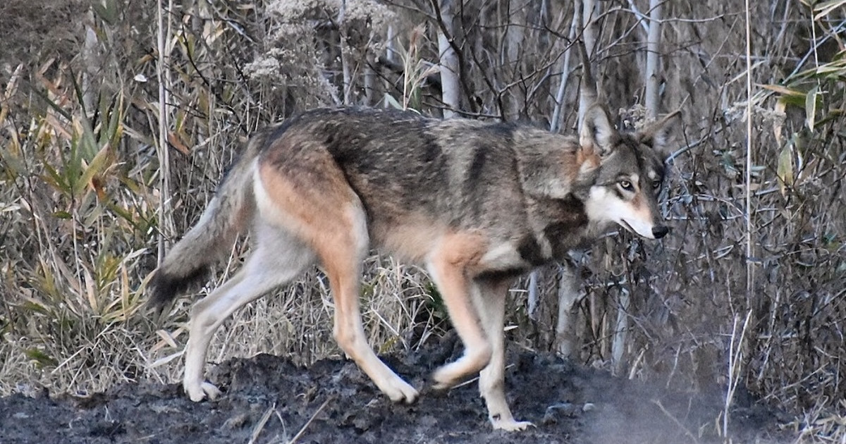 How Texas ‘Ghost Wolves’ Could Shape the Future of Red Wolf Recovery How Texas ‘Ghost Wolves’ Could Shape the Future of Red Wolf Recovery