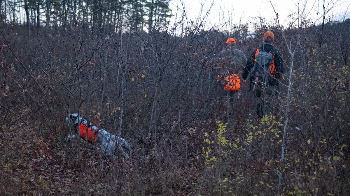 hunting woodcock with a dog