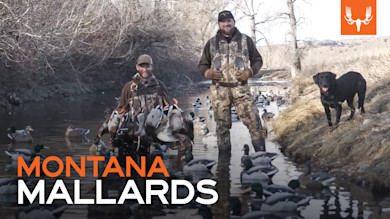 Close Range Montana Mallards