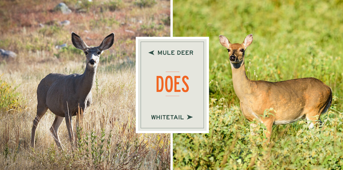 Mule Deer Doe Vs Whitetail Doe