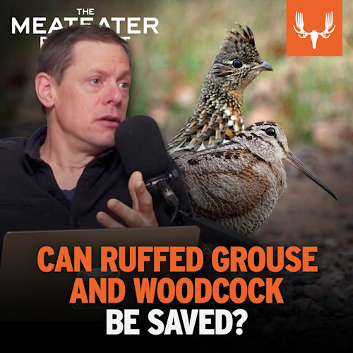 Host speaking into microphone with ruffed grouse and woodcock; text "CAN RUFFFED GROUSE AND WOODCOCK BE SAVED?"