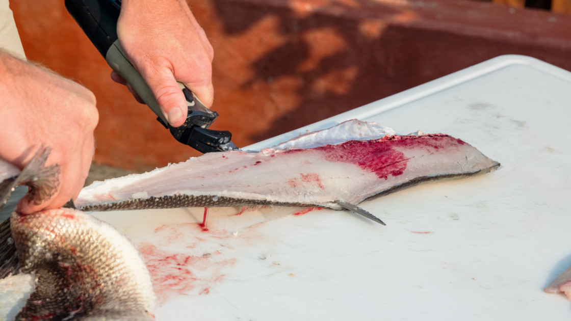 Fillet is the Way for Many Anglers Processing Fish; We Test 4