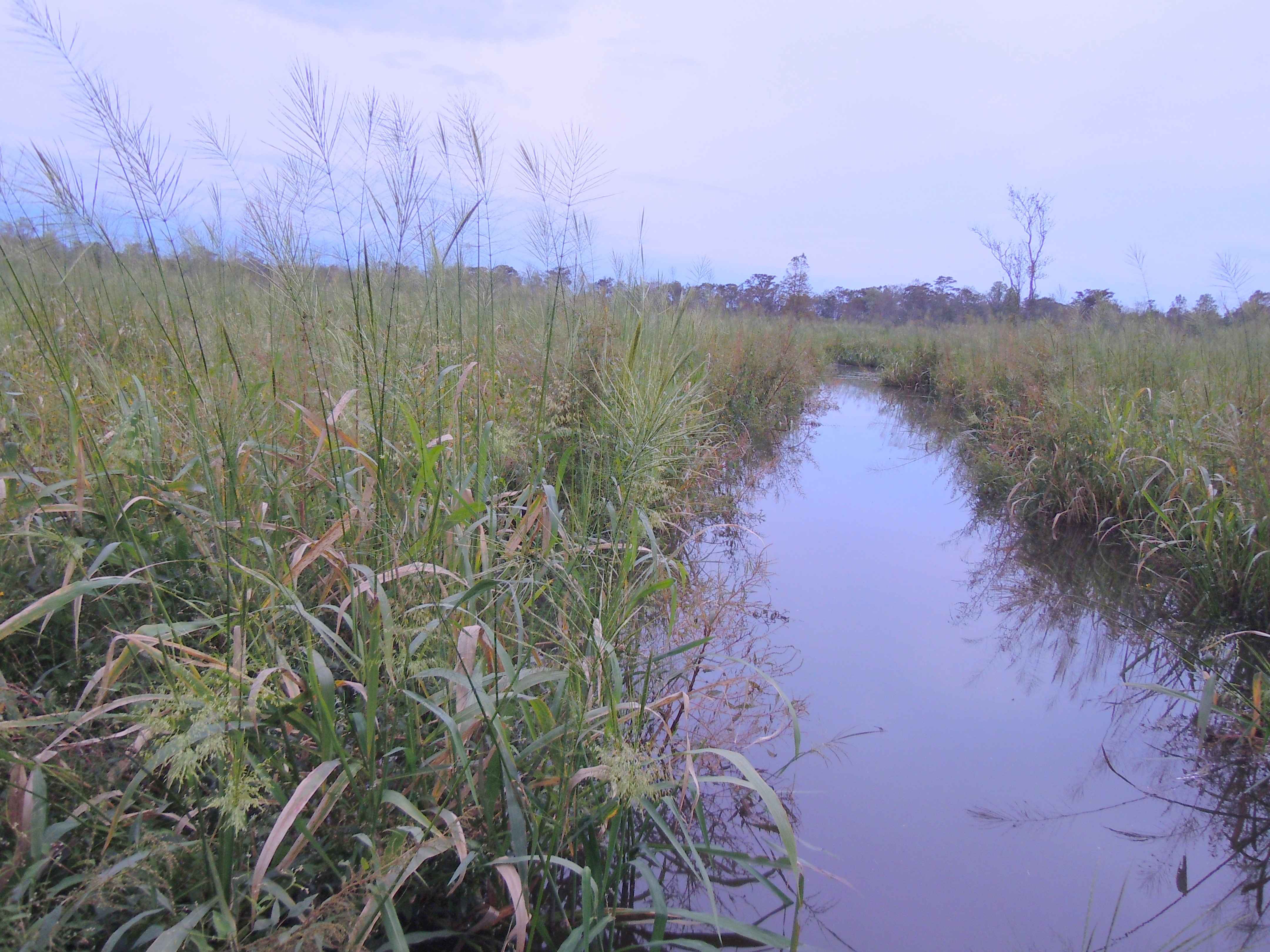 Wild Rice