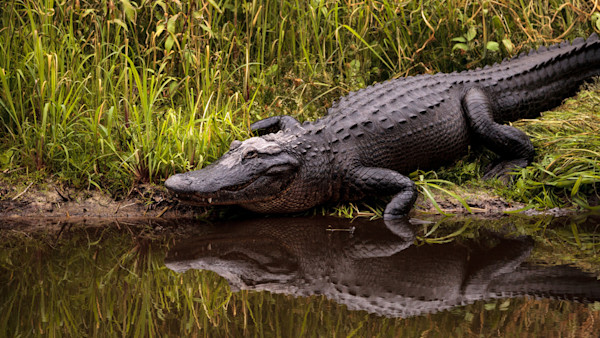 America Has Second Fatal Gator Attack in Less Than a Month