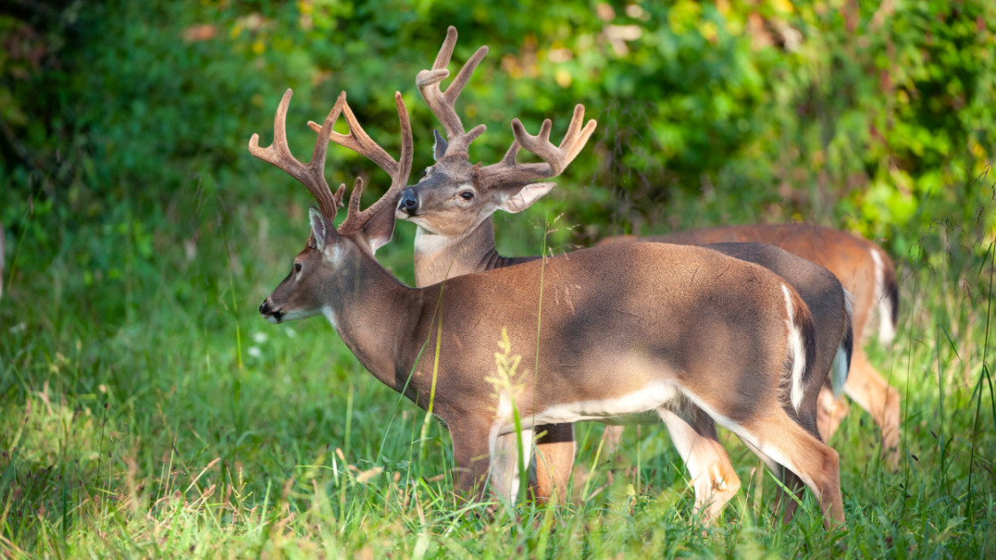 How to Age a Buck on the Hoof in Summer | MeatEater Wired To Hunt