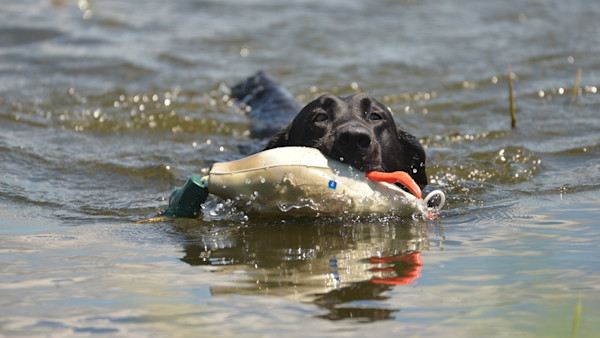 Training Mistakes That Can Set Your Duck Dog Up for Failure