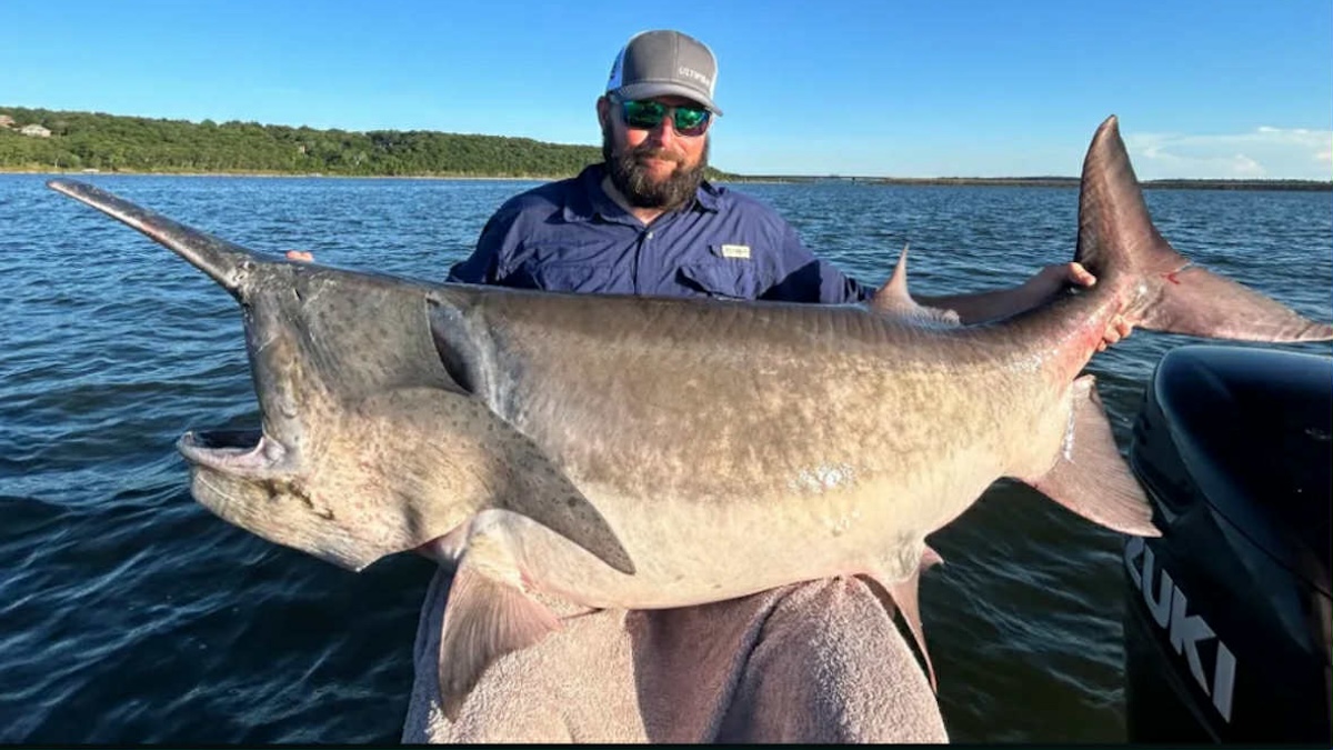 paddlefish