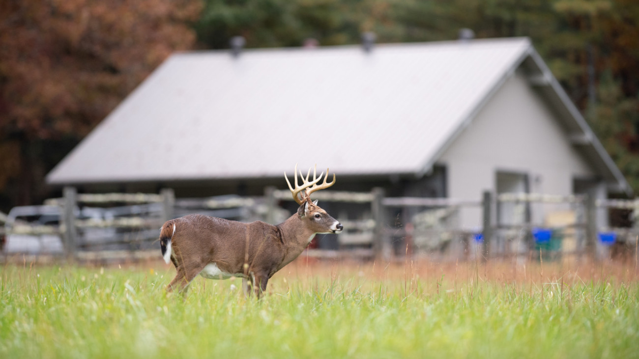How to Improve Any Small Whitetail Property