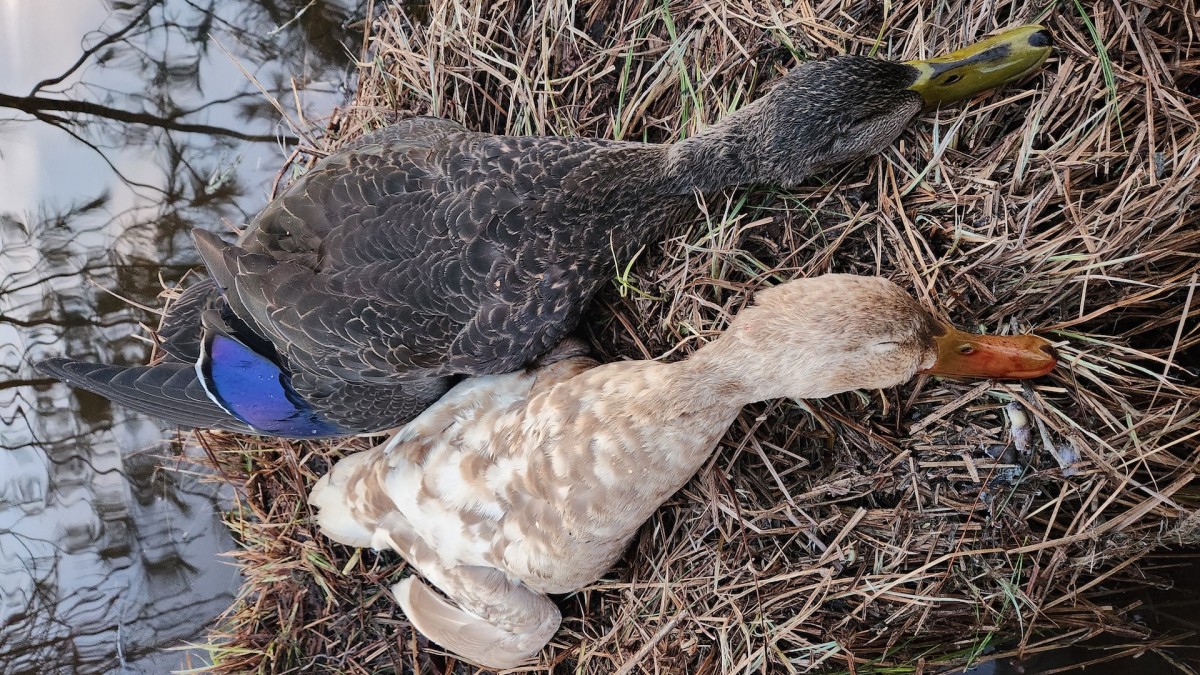 Ducks Unlimited duckDNA Project Confirms First Ever Leucistic Black Duck