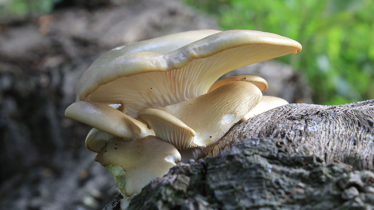 The Other Springtime Mushrooms