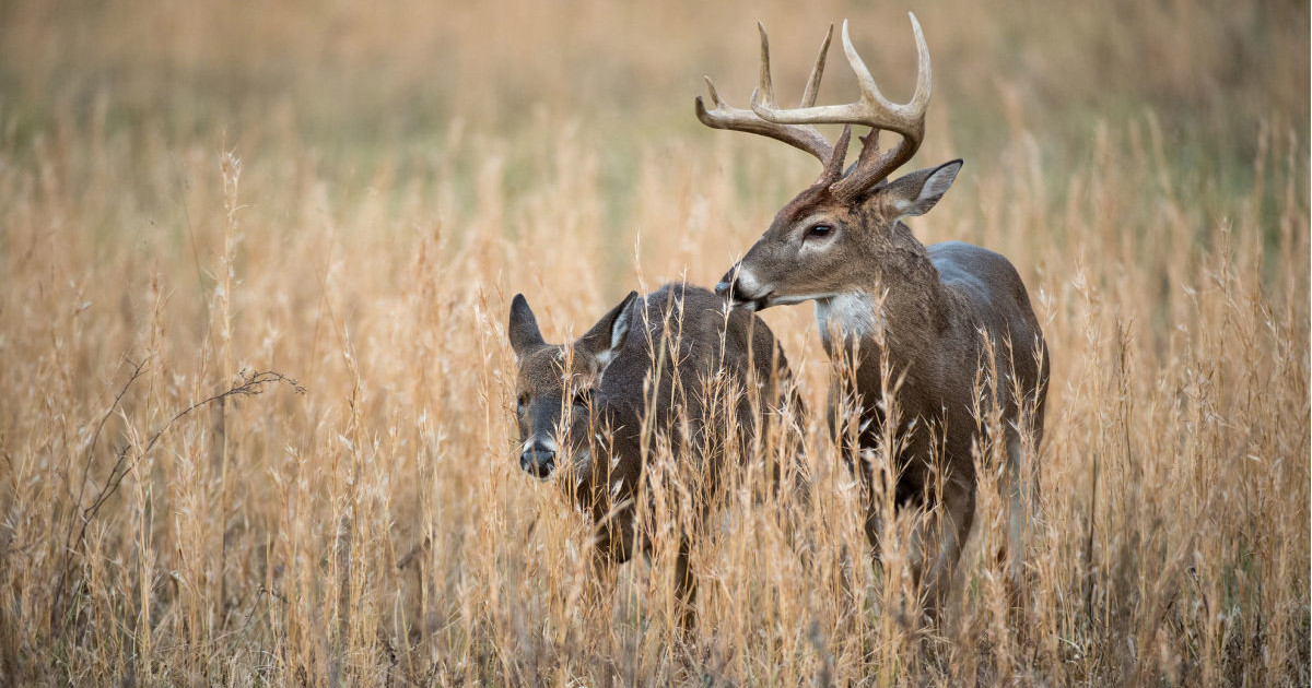 Wi Whitetail Rut The Rules of the Whitetail Rut | MeatEater Wired to Hunt