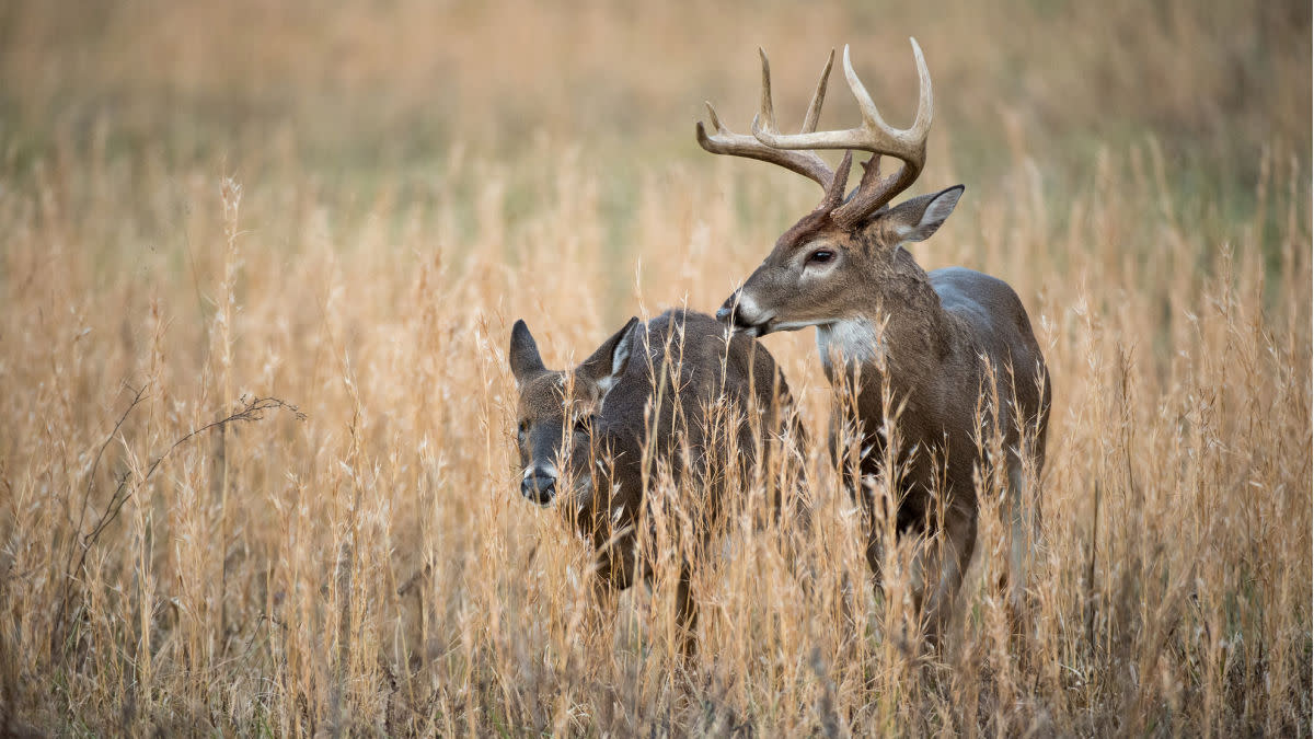 The Rules of the Whitetail Rut