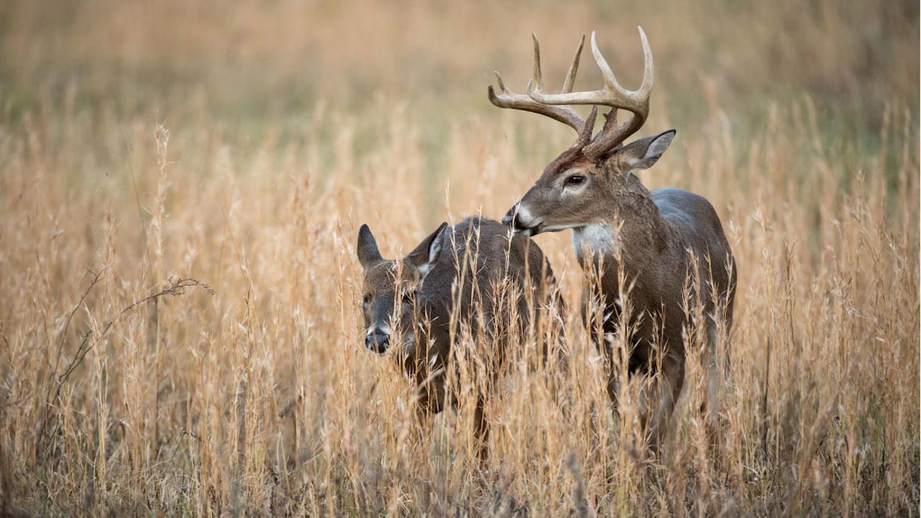 The Rules of the Whitetail Rut | MeatEater Wired To Hunt
