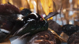 How to Hunt Wood Ducks