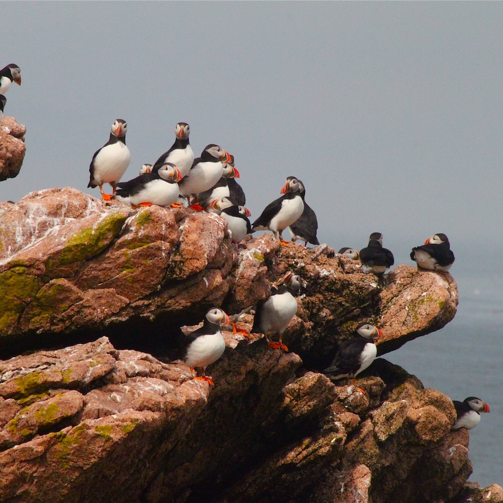 Maine Coastal Islands National Wildlife Refuge