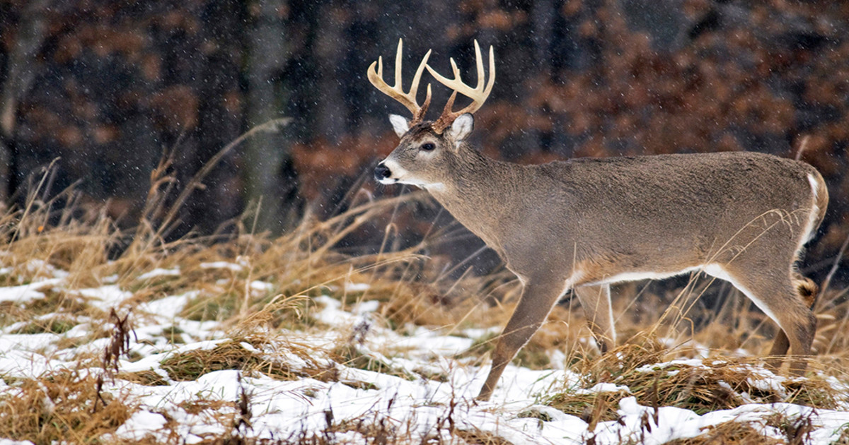 What is the Best Way to Hunt Whitetail Deer?
