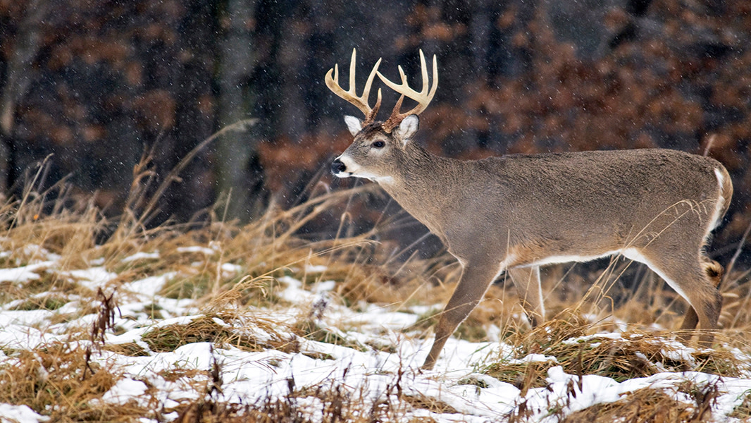 COLUMN: Winter survival a struggle and a skill for deer - Orillia News