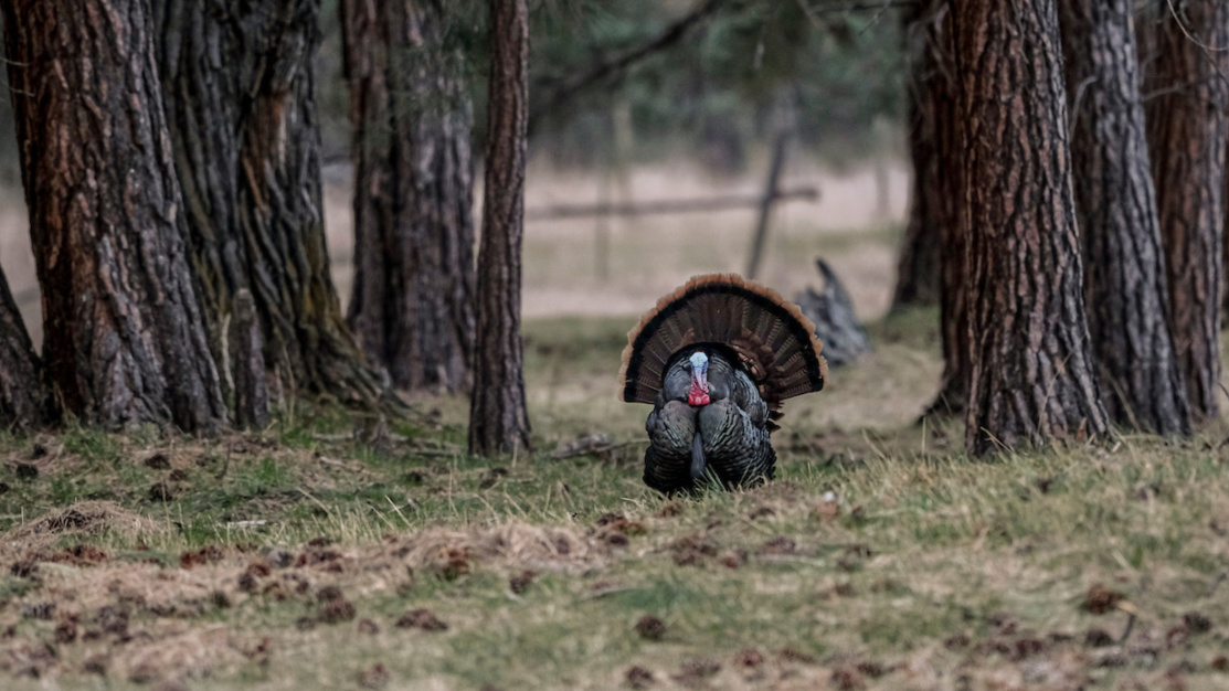 How To Turkey Hunt In High Winds | MeatEater Hunting