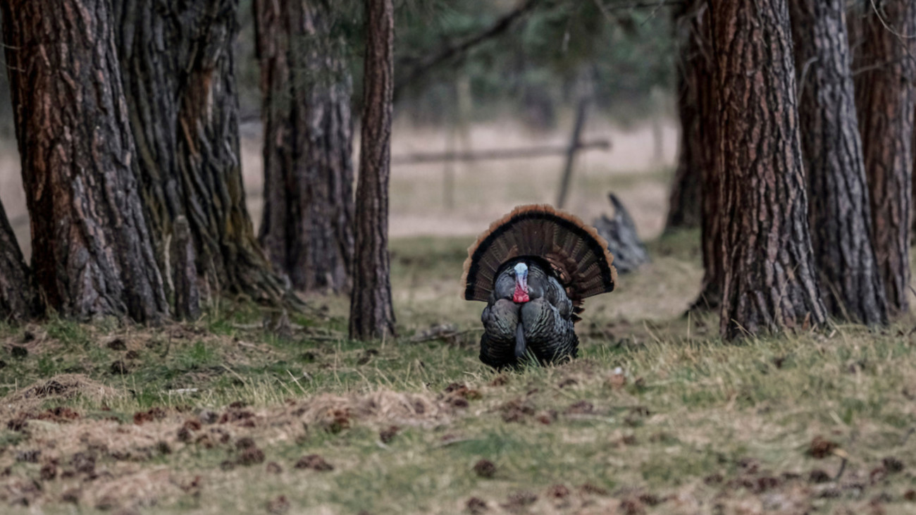 How to Turkey Hunt in High Winds