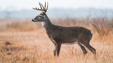 Where To Shoot a Deer