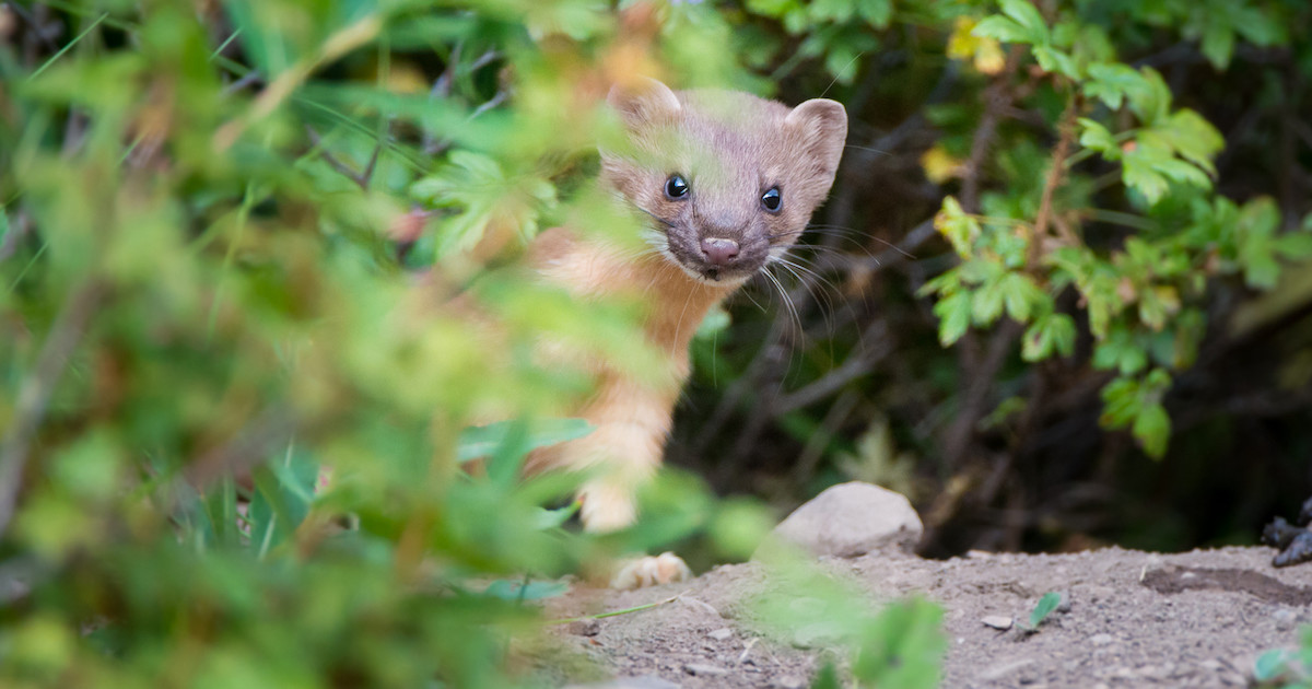 What Happened to North America's Weasels? | MeatEater Conservation News