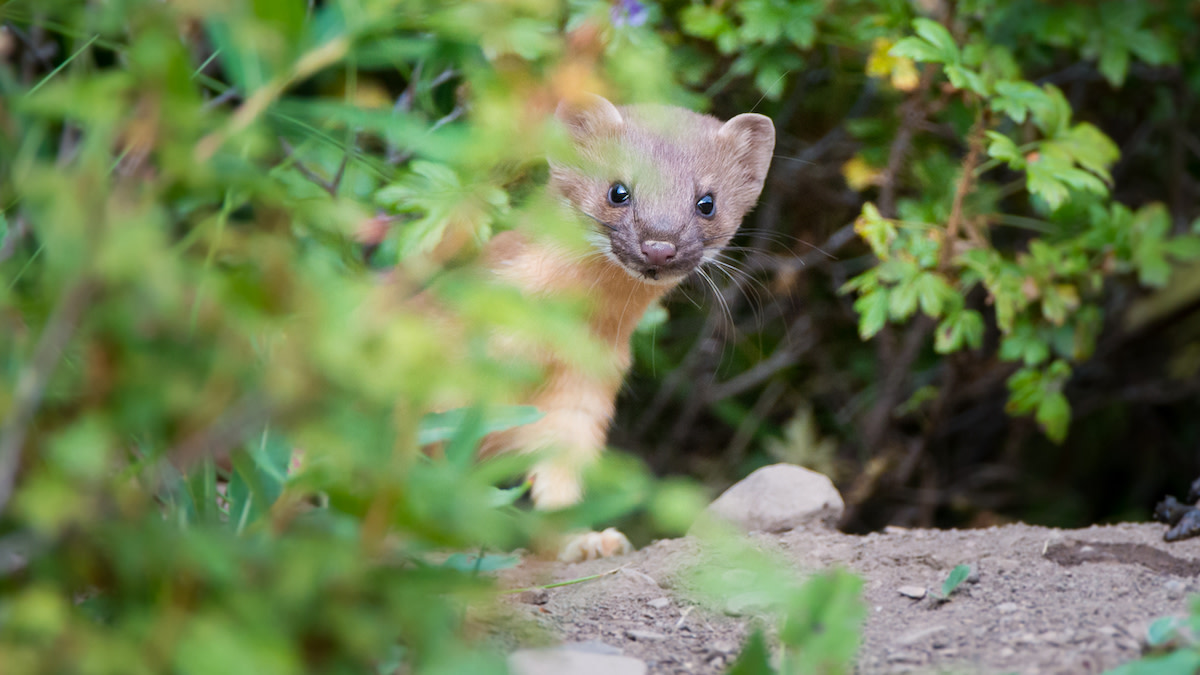 What Happened to North America’s Weasels?
