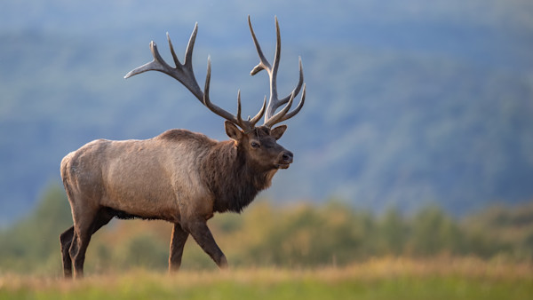 Montana Poachers Busted for Bull-Elk and Hatchery-Rainbow Slaughters