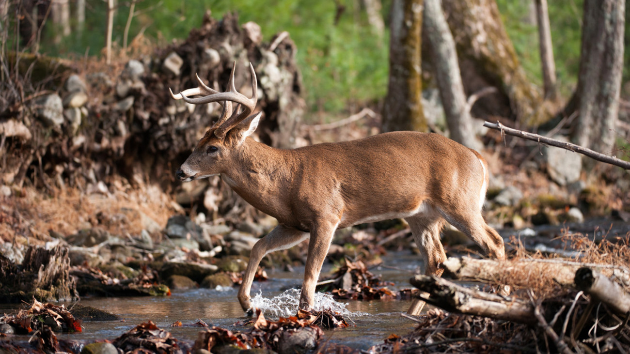 3 Places to Kill a Buck During the October Lull