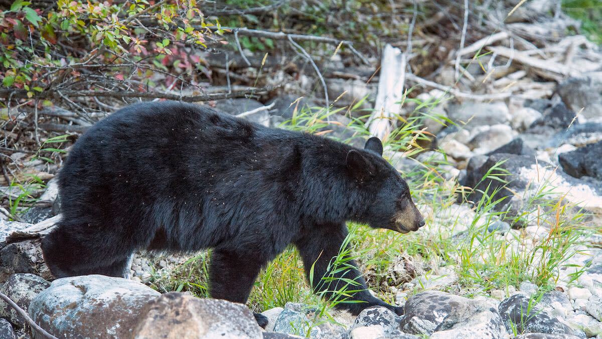 New Jersey bear hunt begins with first two bears taken in Sussex County 