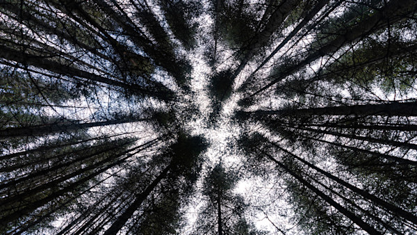 Understanding Thermal Cover in Conifers