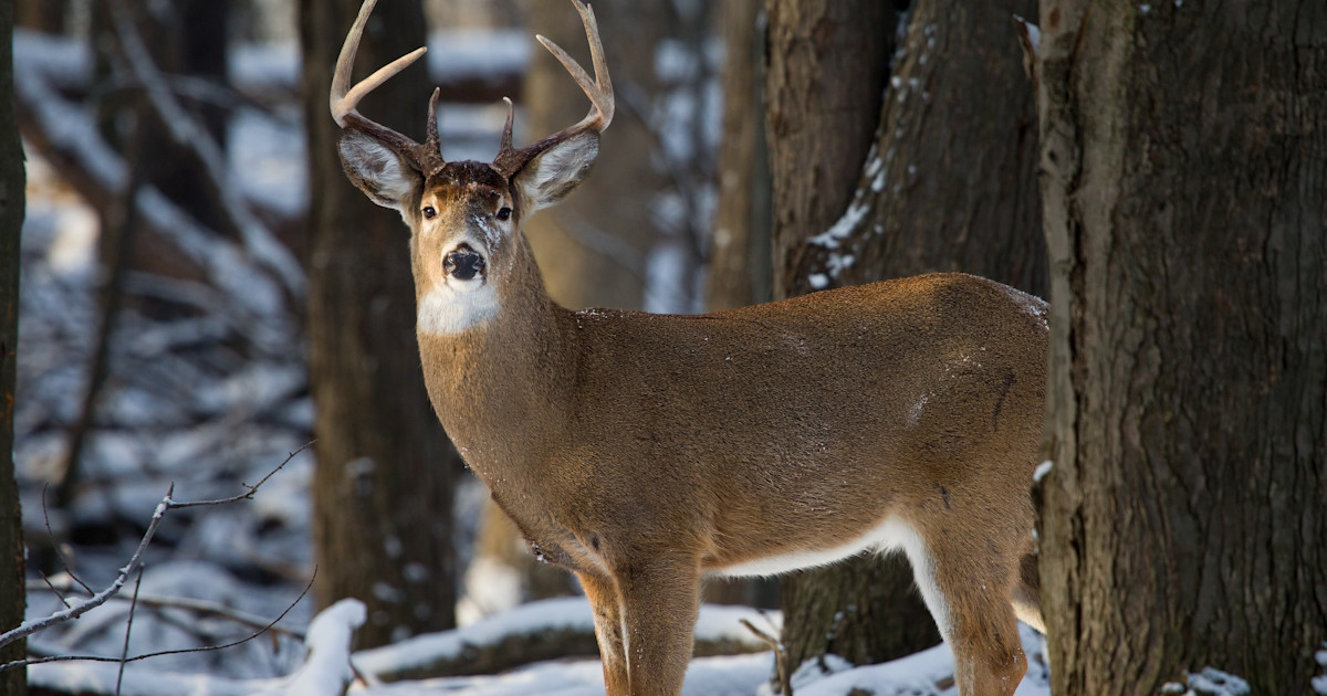 How to Locate Deer in the Late Season How to Locate Deer in the Late Season