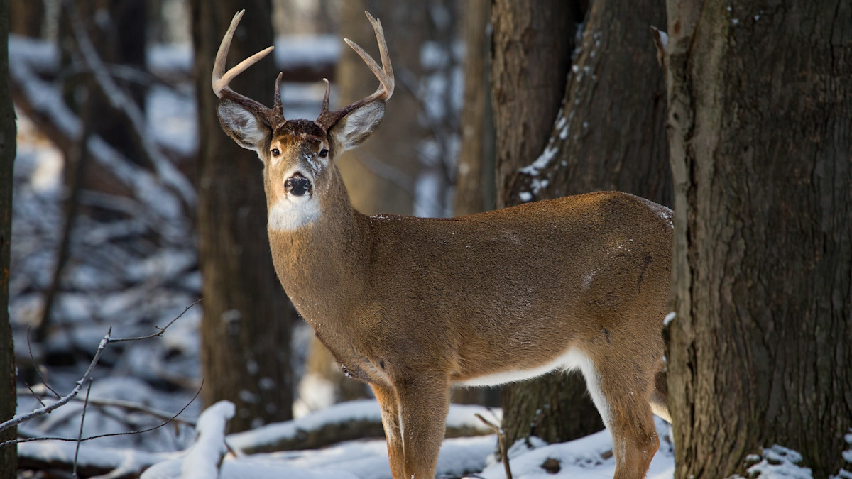 How to Locate Deer in the Late Season