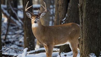 How to Locate Deer in the Late Season